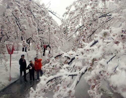 雪化粧した満開の桜（青森市の合浦公園で）＝岡部雄二郎撮影
