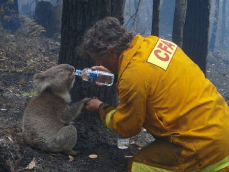 消防士デイブ・ツリーさんが発見した雌のコアラ「サム」