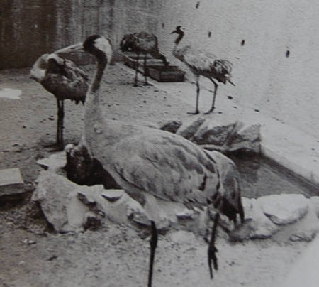 中国・広州市から、福岡市に寄贈された中型のツル、クロヅル＝７９年１０月、福岡市動物園提供