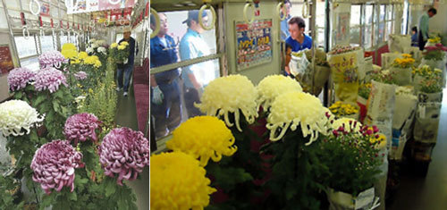 20091028-kiku_train2.jpg
