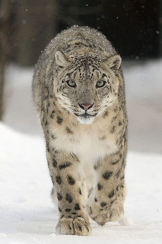 絶滅危惧種に指定されている「雪豹」