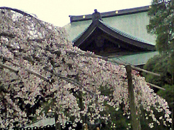 東漸寺の本堂と枝垂桜